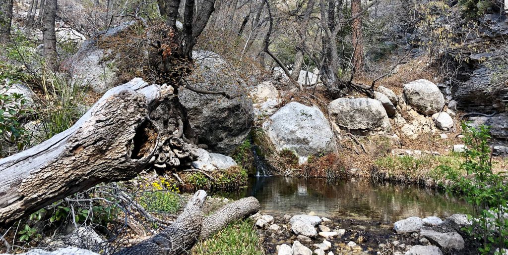 Rocks and trees create a diversion for a stream water.