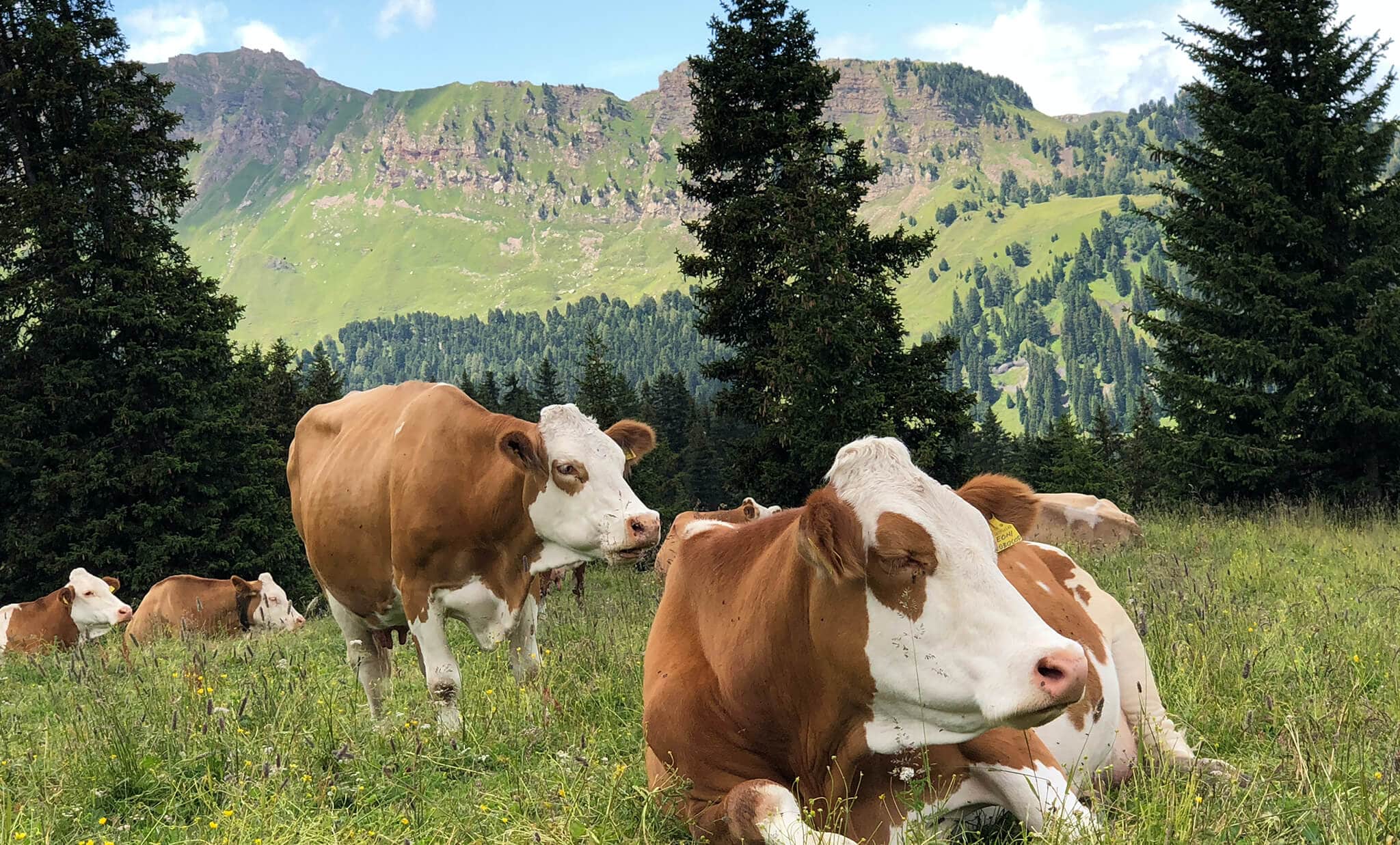 Cows on farmland, along with agriculture everywhere, suffer from  sinkholes that are common in karst areas.