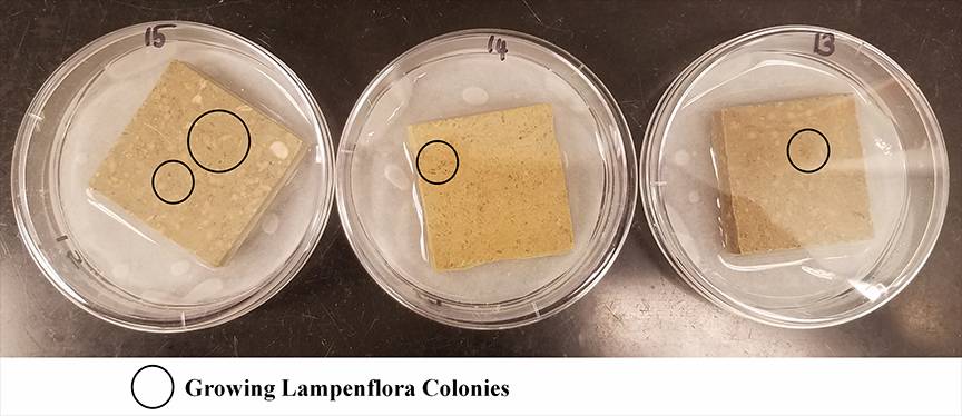 Calcium carbonate tiles tested for lampenflora after treatment. Photo courtesy: Eshani Hettiarachchi.